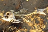 Bay-of-Islands;bone;bones;dead;deceased;fish;fish-bone;fish-bones;Fish-Skeleton;fishbone;fishbones;fishes;fishing;mort;new-zealand;north-is.;north-island;Northland;Paihia;sand;skeleton;skeletons;skull;spine