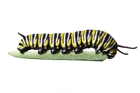 animal;animals;Asclepias;caterpillars;close_up;closeup;Danaus-plexippus;insect;insects;instar;invertebrate;larva;life-cycle;life_cycle;lifecycle;macro;metamorphosis;Milkweed;Monarch-Butterflies;Monarch-Butterfly;Monarch-Caterpillar;cutout