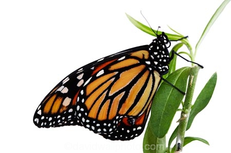 animal;animals;Asclepias;close_up;closeup;Danaus-plexippus;insect;insects;invertebrate;life-cycle;life_cycle;lifecycle;macro;metamorphosis;Milkweed;Monarch-Butterflies;Monarch-Butterfly;orange;cutout