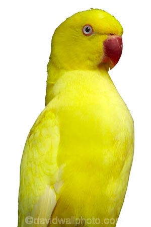 Avian;Bird;yellow;parrot;cutout;cut;out