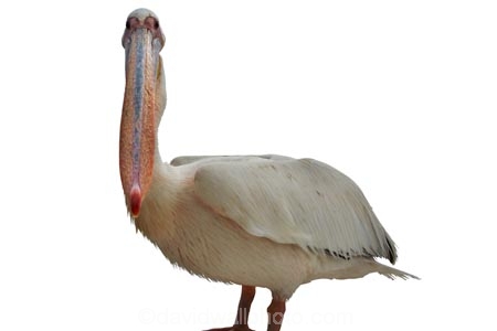 Africa;animal;bird;Eastern-White-Pelican;Great-White-Pelican;Pelecanus-onocrotalus;Southern-Africa;wildlife;cutout;cut;out