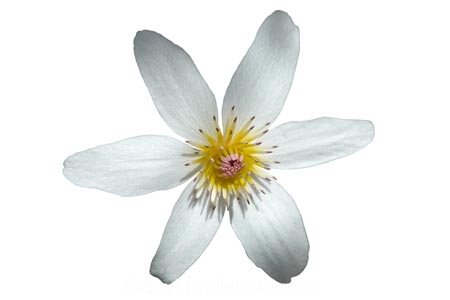 bloom;Clematis-paniculata;Dunedin;flower;Clematis;New-Zealand;native;plant;petal;petals;pistil;Ranunculaceae;stamen;white;cutout;cut;out
