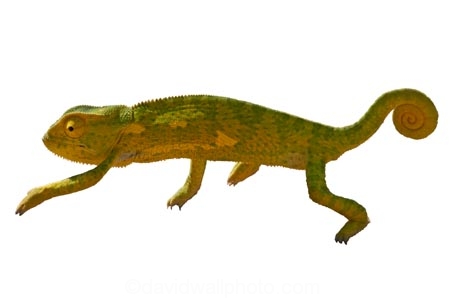 Africa;Chameleon;lizard;Namibia;reptile;Southern-Africa;wildlife;yellow;green;walking;cutout;cut;out