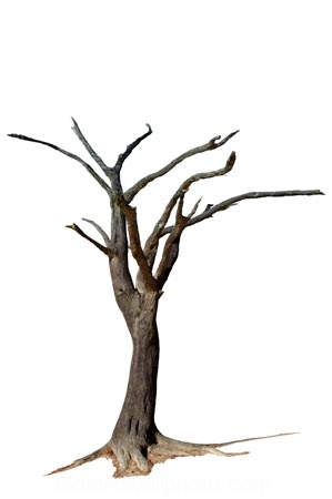 900-year-old-tree;Africa;dead;Deadvlei;desert;Namibia;Southern-Africa;tree-trunk;tree;trunk;cutout;cut;out