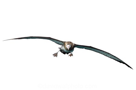 animal;aquatic;bird;Diomedea;juvenile;marine;new-zealand;Wandering;Albatross;wildlife;flying;young;cutout;cut;out