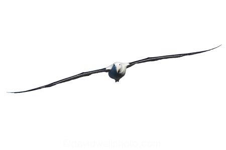 albatross;animal;bird;Diomedea-epomophora;flying;marine;New-Zealand;royal-albatross;NZ;Royal;soaring;wildlife;Wing;wingspan;cutout;cut;out