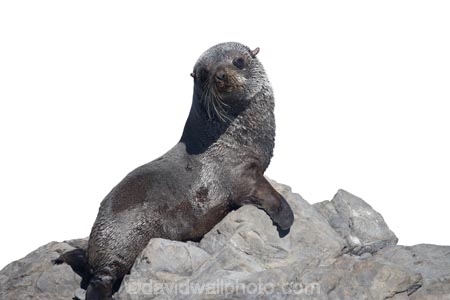 arctocephalus;Arctocephalus-forsteri;baby;cub;forsteri;fur;Seal;new-zealand;wildlide;cutout;cut;out;rocks