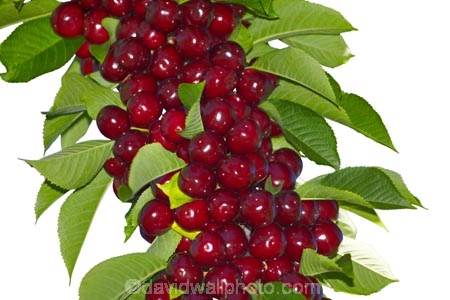 cherries;cherry;tree;New-Zealand;NZ;red;cutout;cut;out