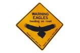 Australasian;Australia;Australian;eagle;eagle-sign;eagle-signs;eagle-warning-sign;eagle-warning-signs;eagles;eagles-feeding-on-road;eagles-sign;eagles-signs;eagles-warning-sign;eagles-warning-signs;road-sign;road-signs;road_sign;road_signs;roads;roadsign;roadsigns;sign;signs;State-of-Tasmania;symbol;symbols;Tas;Tasmania;warn;warning;warning-sign;warning-signs;wildlife;wildlife-sign;wildlife-signs;wildlife-warning-sign;wildlife-warning-signs;yellow-black;yellow-sign;yellow-signs;cutout