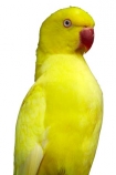 Avian;Bird;yellow;parrot;cutout;cut;out