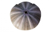 Fij;Fiji-Islands;Pacific;sea;urchin;cutout;cut;out;shell