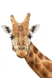 African;Baringo;Giraffe;Giraffa-camelopardalis-rothschildsi;Giraffidae;head;long;neck;Northern;Rothschild;Rothschilds;wildlife;cutout;cut;out