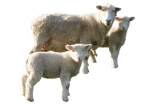 farming;mother;New-Zealand;NZ;pair;sheep;spring;stock;twin;twins;two;wool;woolly;cutout;cut;out;lamb;ewe