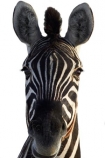 Africa;animal;Burchells-zebra;Equus-quagga;Equus-quagga-burchellii;mammal;Southern-Africa;wildlife;zebra;cutout;cut;out