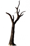 900-year-old-tree;Africa;dead;Deadvlei;desert;Namibia;Southern-Africa;tree-trunk;tree;trunk;cutout;cut;out
