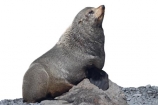 arctocephalus;Arctocephalus-forsteri;forsteri;fur;Seal;new-zealand;wildlide;cutout;cut;out;rocks