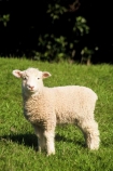 cute;fluffy;grass;lambs;new;sheep;spring;white;wool;young