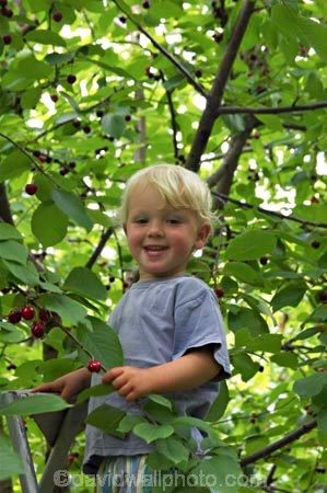 boy;boys;Central-Otago;cherries;cherry;cherry-orchard;cherry-tree;cherry-trees;child;children;country;countryside;Cromwell;crop;crops;delicious;farm;farming;farmland;farms;field;food;fruit;fruit-fruits;fruit-tree;fruit-trees;horticulture;New-Zelaland;orchard;orchards;pick;picking;row;rows;rural;small-boy;South-Island;toddler;toddlers;tree;trees