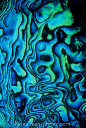 blue;color;colors;colour;colours;emblem;green;icon;icons;Kiwi-icon;Kiwi-icons;kiwiana;logo;marine;mauve;native;nature;new-zealand;patterns;purple;shellfish;symbol;symbols