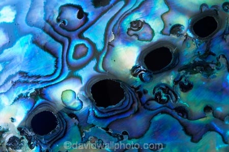 abalone;blue;color;colors;colour;colours;emblem;green;icon;icons;Kiwi-icon;Kiwi-icons;kiwiana;marine;mauve;N.Z.;native;nature;New-Zealand;NZ;patterns;paua;paua-shell;paua-shells;purple;shell;shellfish;shells;symbol;symbols