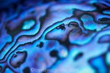 abalone;blue;color;colors;colour;colours;emblem;green;icon;icons;Kiwi-icon;Kiwi-icons;kiwiana;marine;mauve;N.Z.;native;nature;New-Zealand;NZ;patterns;paua;paua-shell;paua-shells;purple;shell;shellfish;shells;symbol;symbols