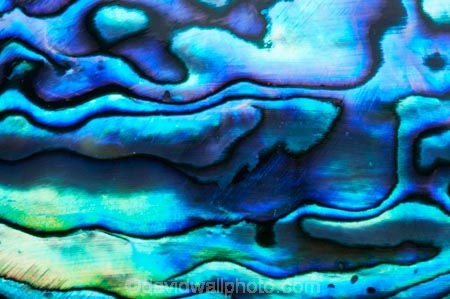 abalone;blue;color;colors;colour;colours;emblem;green;icon;icons;Kiwi-icon;Kiwi-icons;kiwiana;marine;mauve;N.Z.;native;nature;New-Zealand;NZ;patterns;paua;paua-shell;paua-shells;purple;shell;shellfish;shells;symbol;symbols