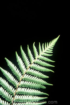 color;colors;colour;colours;cyathea-dealbata;cyatheaceae;emblem;fern;ferns;frond;fronds;grey;icon;icons;kiwi-icon;logo;native;nature;new-zealand;plant;plants;ponga;pongas;punga;pungas;silver-fern;symbol;symbols;tree-fern;white