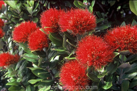 crimson;flower;green;icon;icons;leaf;leaves;native;nature;new-zealand;red;symbol;symbols