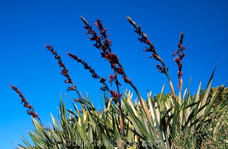 flower;flowers;native;nature;new-zealand;plant;seed;seeds