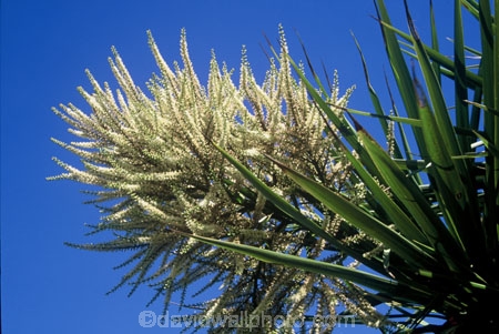 branch;branches;cultural-icon;evergreen;flora;flower;flowers;green;icon;leaves;native;native-new-zealand;nature;new-zealand;palm;palm-tree;spear_like;spears;spike;spikes;spikey;ti-kouka;tree;trunk;vertical