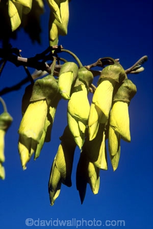 flower;icon;icons;native;nature;new-zealand;symbol;symbols;yellow