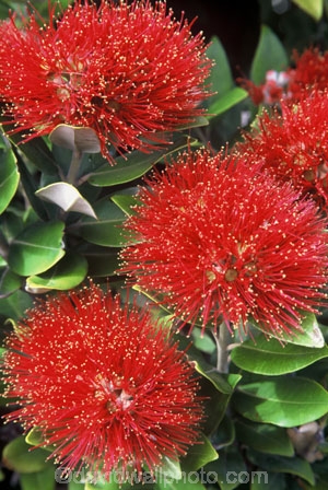 crimson;flower;green;icon;icons;leaf;leaves;native;nature;new-zealand;red;symbol;symbols