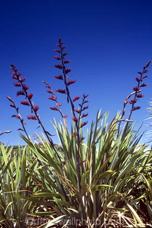 flower;flowers;native;nature;new-zealand;plant;seed;seeds