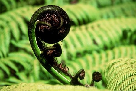 fern;ferns;frond;fronds;green;icon;icons;koru;native;nature;new-zealand;radiate;symbol;symbols