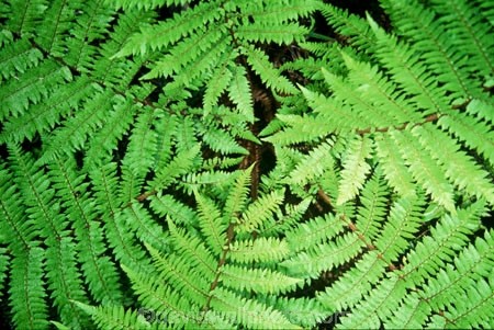 bush;fern;forest;frond;fronds;green;native;nature;new-zealand;radiate