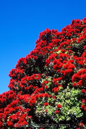 crimson;flower;green;icon;icons;leaf;leaves;native;nature;new-zealand;red;symbol;symbols