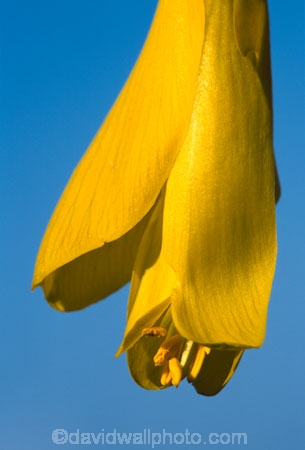 flower;icon;icons;native;nature;new-zealand;symbol;symbols;tree;trees;yellow