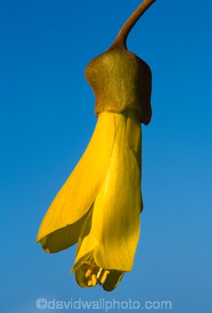 flower;icon;icons;native;nature;new-zealand;symbol;symbols;tree;trees;yellow