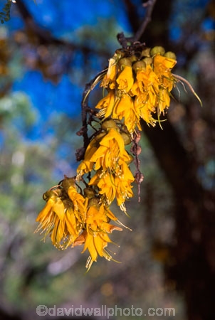 flower;icon;icons;native;nature;new-zealand;symbol;symbols;tree;trees;yellow