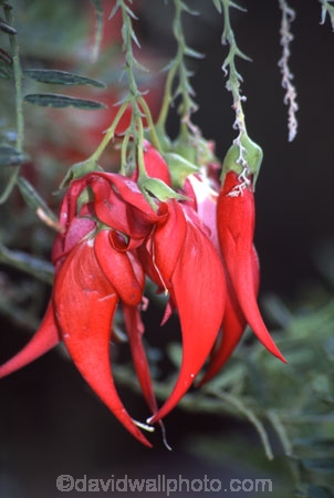 cluster;clusters;edible;endemic;flower;flowers;Kowhai-ngutukaka;legume;nitrogen-fixing-plant;pea-family;rare;red;seedpods;shrub;shrubs