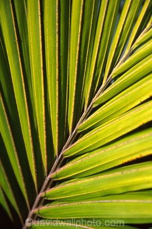 flowers;frond;fronds;icon;icons;native;nature;new-zealand;palms;symbol;symbols