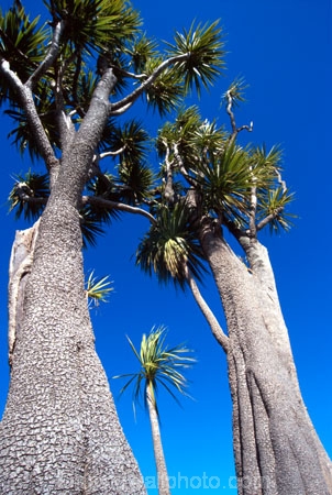 branch;branches;cultural-icon;evergreen;flora;flower;flowers;green;icon;leaves;native;native-new-zealand;nature;new-zealand;palm;palm-tree;spear_like;spears;spike;spikes;spikey;ti-kouka;tree;trunk;vertical