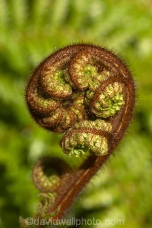 cyathea;fern;ferns;frond;fronds;green;icon;icons;koru;korus;N.Z.;native;nature;New-Zealand;NZ;plant;plants;ponga;pongas;punga;pungas;radiate;S.I.;SI;South-Is.;South-Island;symbol;symbols;tree-fern;tree-ferns