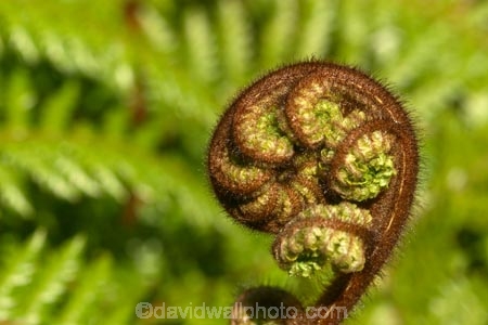 cyathea;fern;ferns;frond;fronds;green;icon;icons;koru;korus;N.Z.;native;nature;New-Zealand;NZ;plant;plants;ponga;pongas;punga;pungas;radiate;S.I.;SI;South-Is.;South-Island;symbol;symbols;tree-fern;tree-ferns