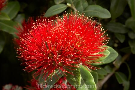 close-up;close_up;closeup;crimson;detail;Dunedin;flower;flowers;icon;icons;macro;metrosideros-excelsa;N.Z.;New-Zealand;NZ;Otago;plant;plants;pohutukawa;Pohutukawa-Flower;Pohutukawa-Flowers;pohutukawas;red;S.I.;SI;South-Is.;South-Island;symbol