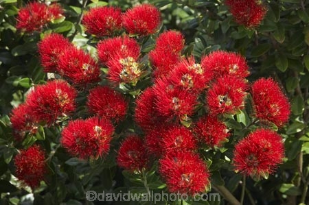 crimson;Dunedin;flower;flowers;icon;icons;metrosideros-excelsa;N.Z.;New-Zealand;NZ;Otago;plant;plants;pohutukawa;Pohutukawa-Flower;Pohutukawa-Flowers;pohutukawas;red;S.I.;SI;South-Is.;South-Island;symbol