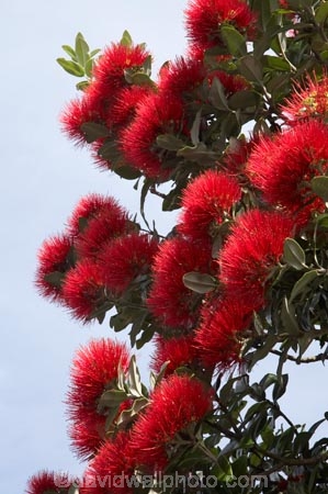 crimson;Dunedin;flower;flowers;icon;icons;metrosideros-excelsa;N.Z.;New-Zealand;NZ;Otago;plant;plants;pohutukawa;Pohutukawa-Flower;Pohutukawa-Flowers;pohutukawas;red;S.I.;SI;South-Is.;South-Island;symbol