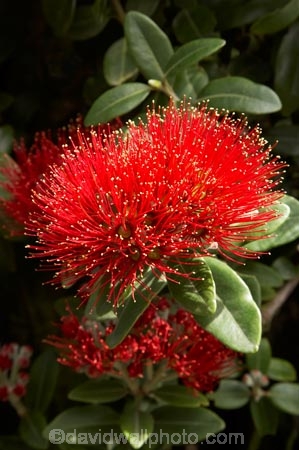 close-up;close_up;closeup;crimson;detail;Dunedin;flower;flowers;icon;icons;macro;metrosideros-excelsa;N.Z.;New-Zealand;NZ;Otago;plant;plants;pohutukawa;Pohutukawa-Flower;Pohutukawa-Flowers;pohutukawas;red;S.I.;SI;South-Is.;South-Island;symbol