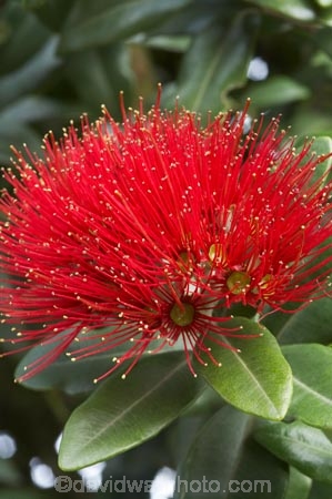 close-up;close_up;closeup;crimson;detail;Dunedin;flower;flowers;icon;icons;macro;metrosideros-excelsa;N.Z.;New-Zealand;NZ;Otago;plant;plants;pohutukawa;Pohutukawa-Flower;Pohutukawa-Flowers;pohutukawas;red;S.I.;SI;South-Is.;South-Island;symbol