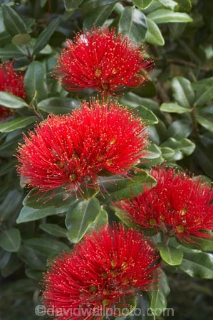 close-up;close_up;closeup;crimson;detail;Dunedin;flower;flowers;icon;icons;macro;metrosideros-excelsa;N.Z.;New-Zealand;NZ;Otago;plant;plants;pohutukawa;Pohutukawa-Flower;Pohutukawa-Flowers;pohutukawas;red;S.I.;SI;South-Is.;South-Island;symbol